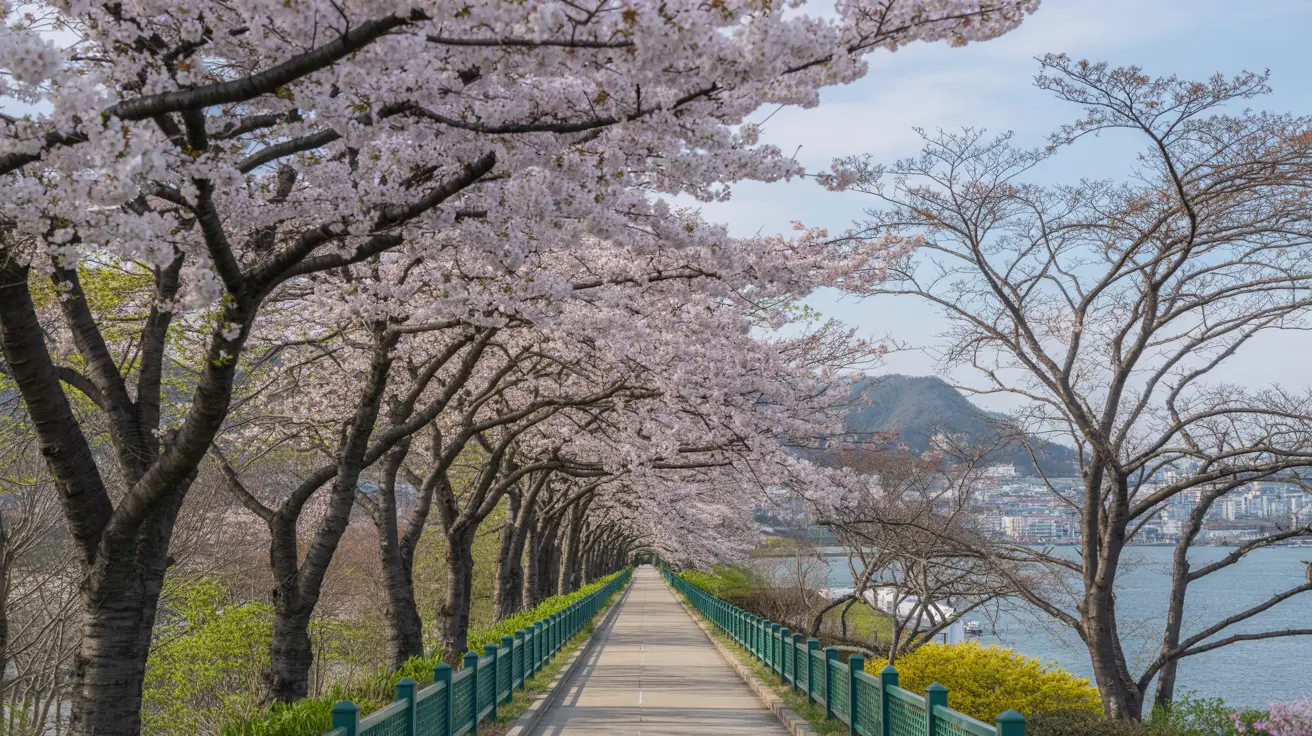 Jalan setapak hijau yang dikelilingi deretan pohon sakura mekar merah muda cerah membentuk terowongan indah menuju tepi sungai biru, dengan pegunungan hijau samar, kota modern di kejauhan, dan pagar hijau rendah di bawah langit biru cerah musim semi.